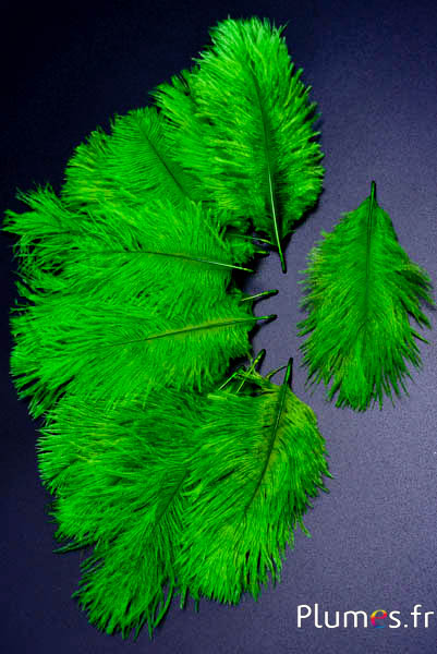 Struisvogel Bellies -8-13 cm - limoen